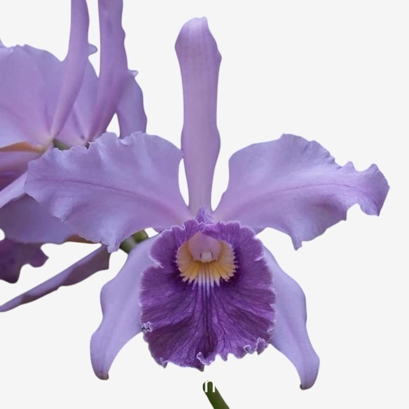 Flor Orquídea Cattleya Canhamiana – Adulta e Apta à Floração