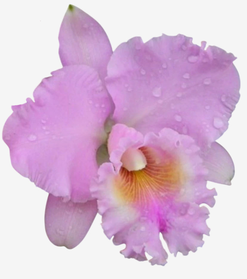Blc. Turandot "Guaxupé" - adulta | Envio Plantada no Vaso