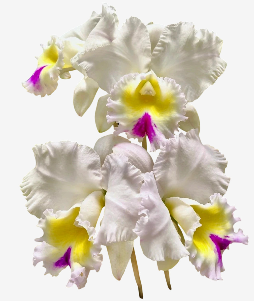 Orquídea Lc. Mildred Rives × Lc. Drumbeat × C. Virgínia Ruiz × Bc. Pastoral – Adulta e Apta à Floração (416), Flor Grande e Perfumada