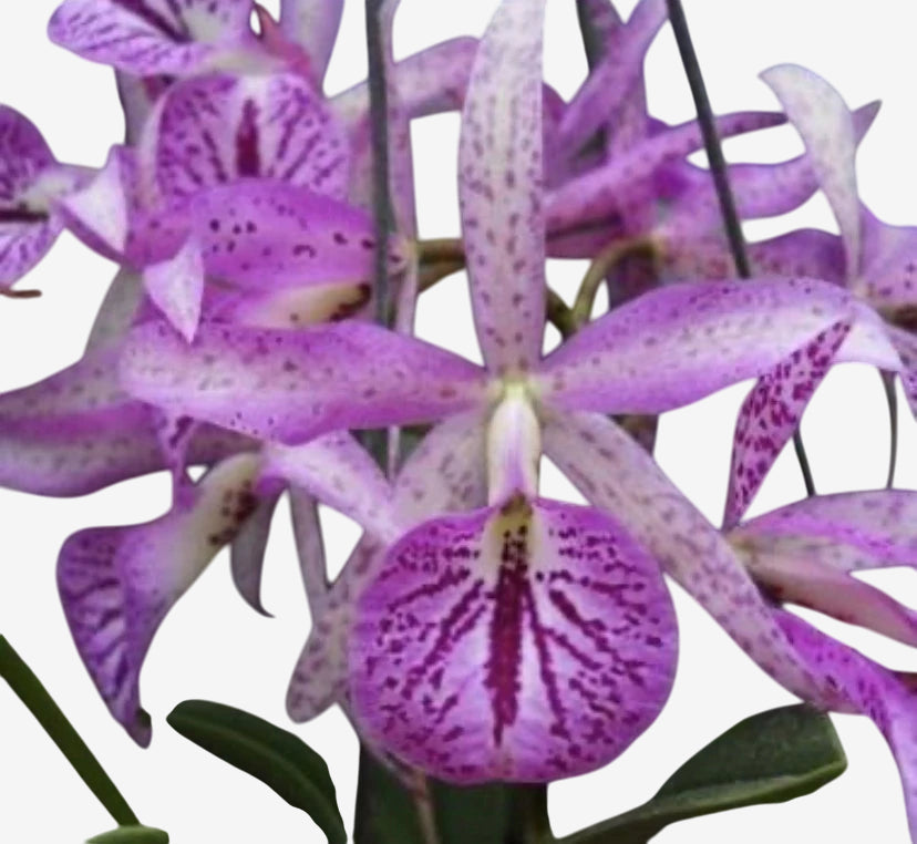Orquídea Bc. Maikai Mayumi - Adulta, Apta a floração