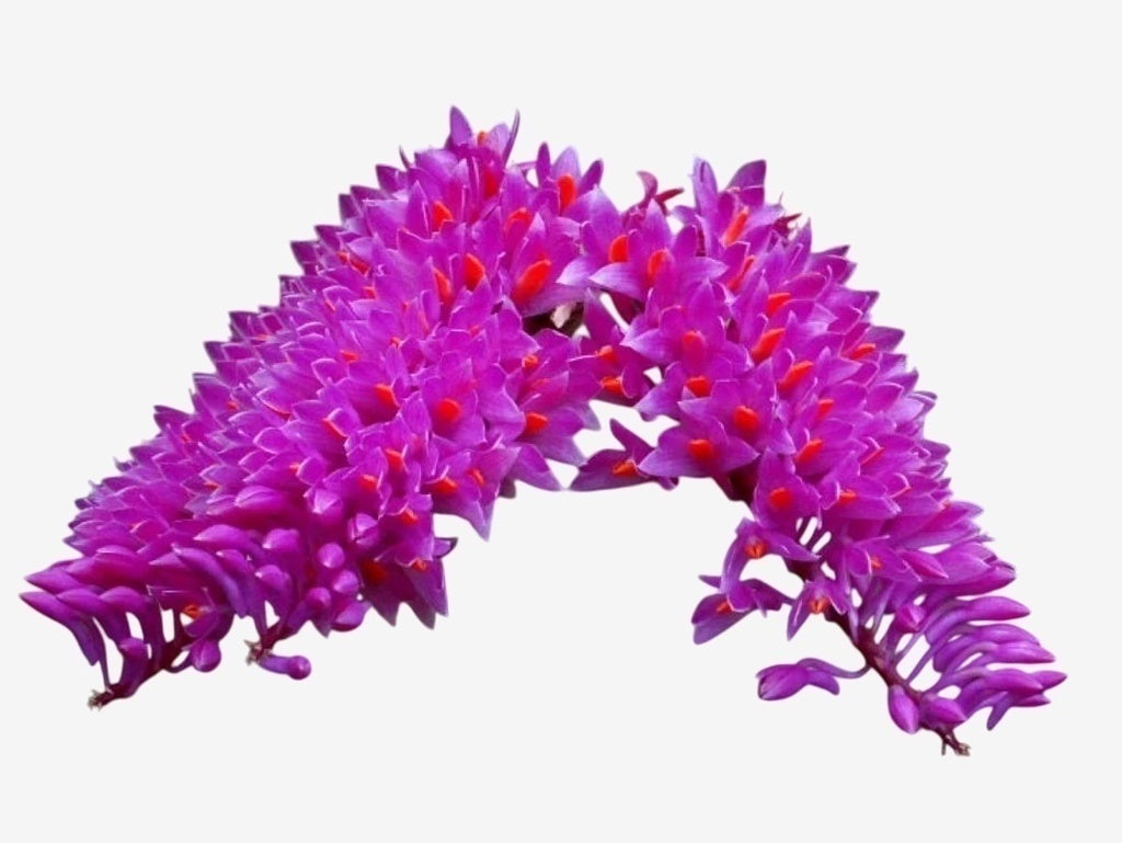 Flor Orquídea Dendrobium Secundum ( pink ou branca) - Mudinha saudável e pronta para crescer