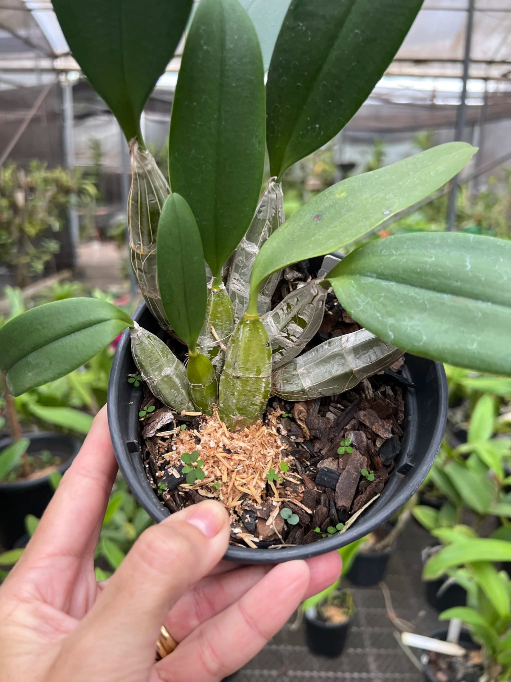 Orquídea Dendrobium Agregatum - Adulta e Apta à Floração