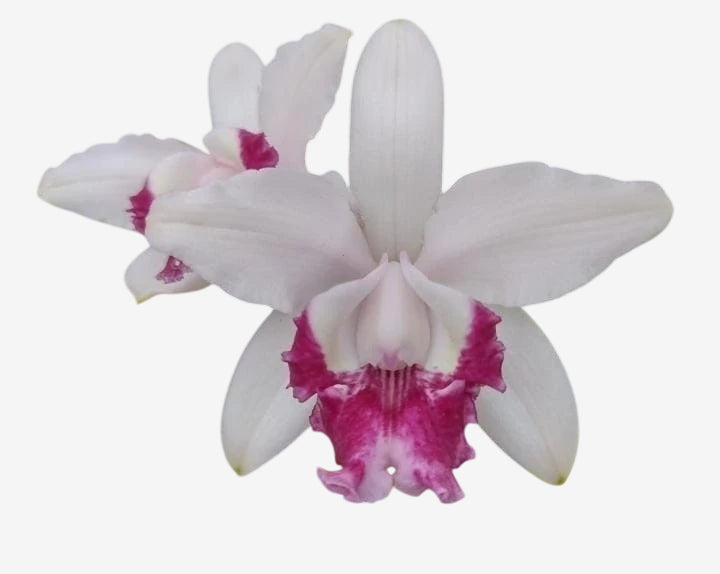 Flor Orquídea Cattleya Intermedia Flamea – Botões de flores 21.08.25