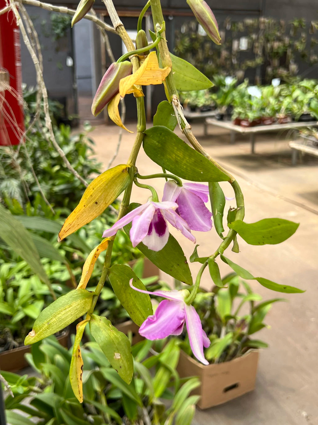 Orquídea Dendrobium Anosmum tipo (02) – Adulta, Apta à Floração, Enviada Plantada no Vaso