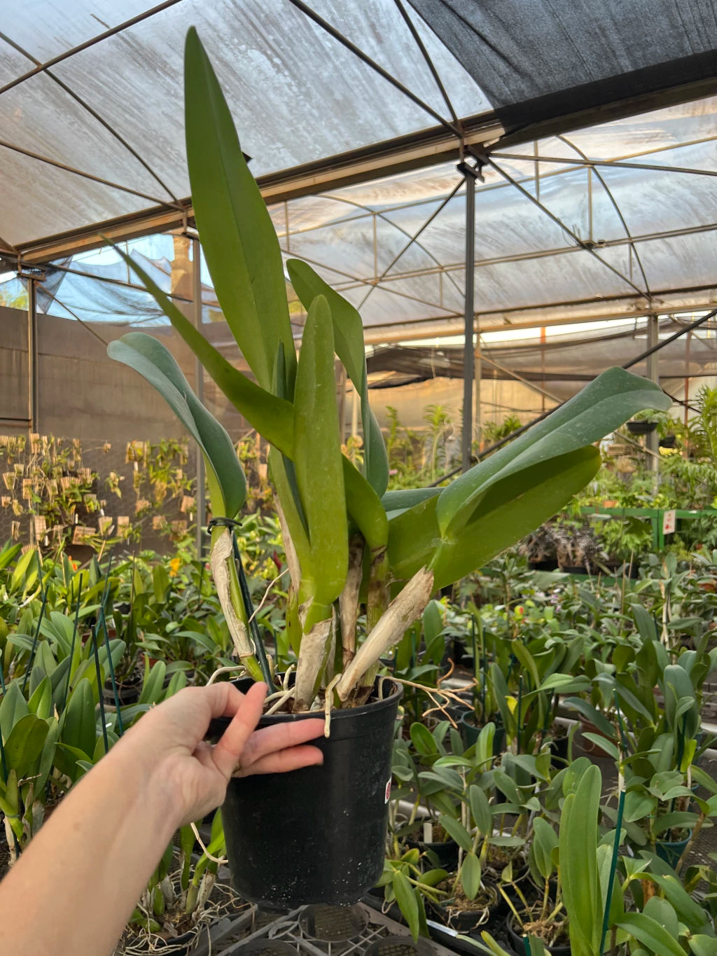 Orquídea Blc Rose Whisper Suysei - Adulta, porte G e Aptas à Floração | Enviada Plantada no Vaso