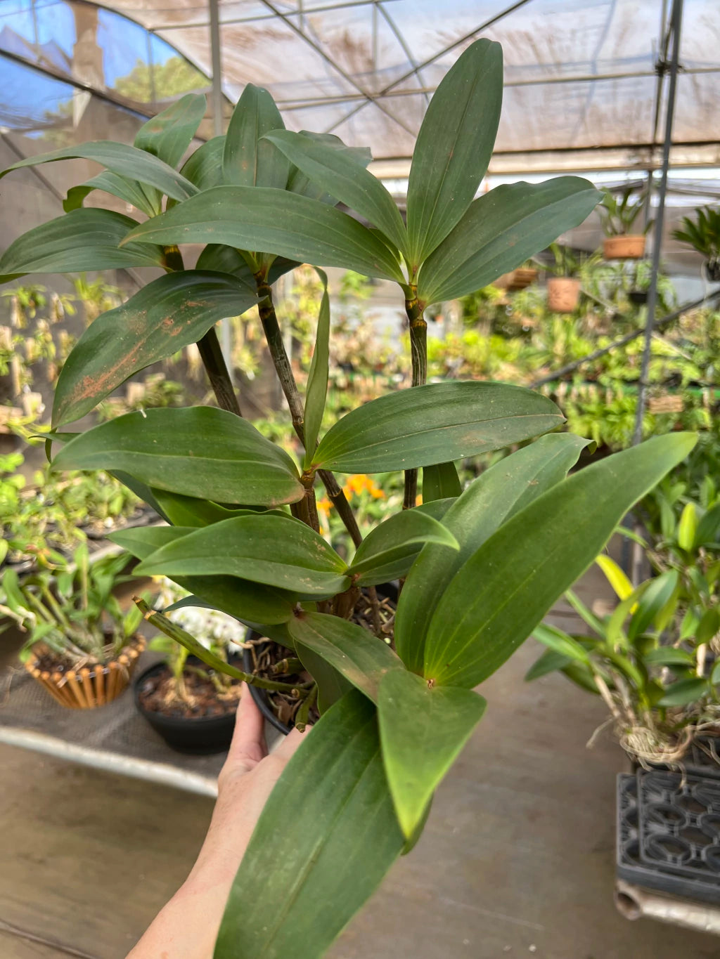 Dendrobium Densiflorum - Orquídea Adulta e Apta à Floração (1091)