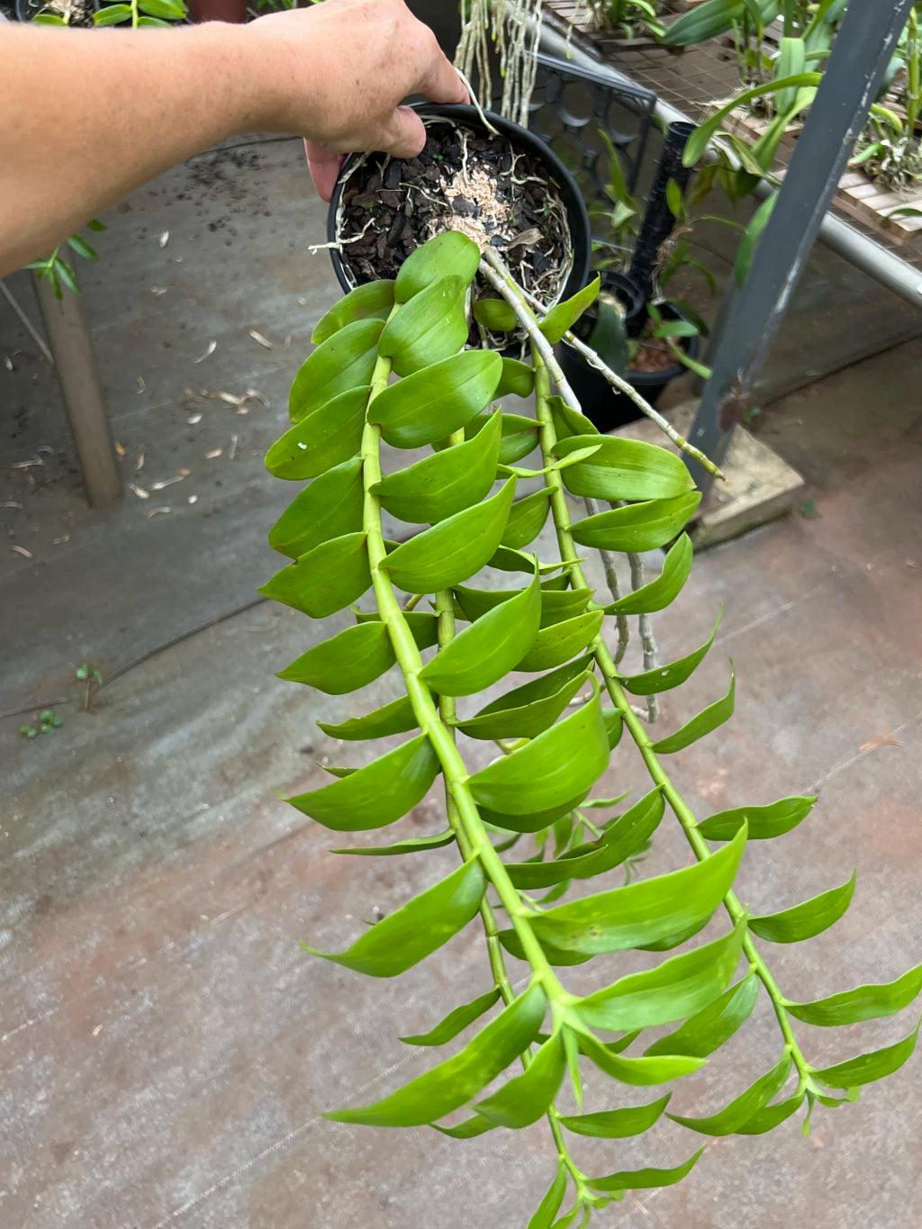 Orquídea Dendrobium Anosmum tipo (02) – Adulta, Apta à Floração, Enviada Plantada no Vaso