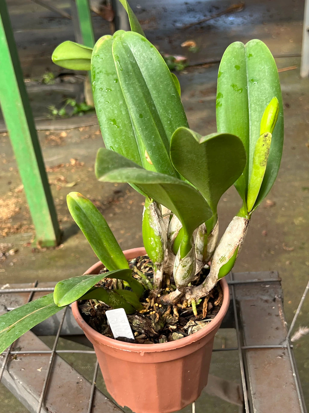 Orquídea Lc. Melody Fair "Mishima" - Adulta e Pronta para Replantio