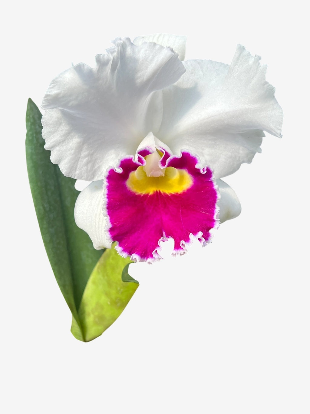 Orquídea Lc. Melody Fair "Mishima" - Adulta e Pronta para Replantio