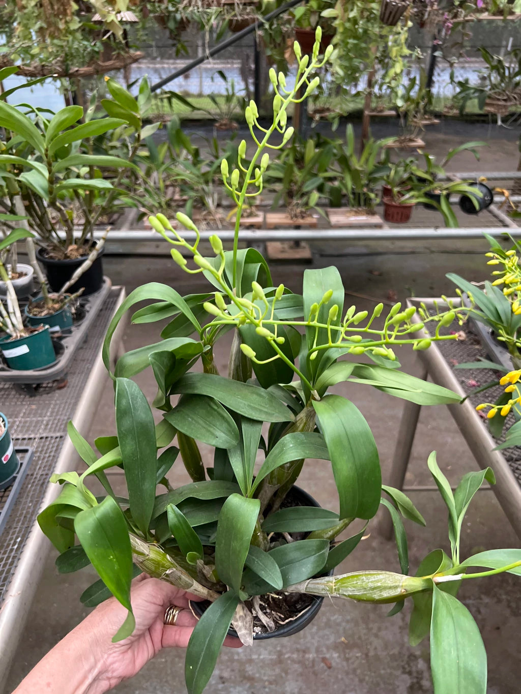 Orquídea Dendrobium chrysotoxum – final de florada em 11.2025, Cachos Dourados e Perfume Doce