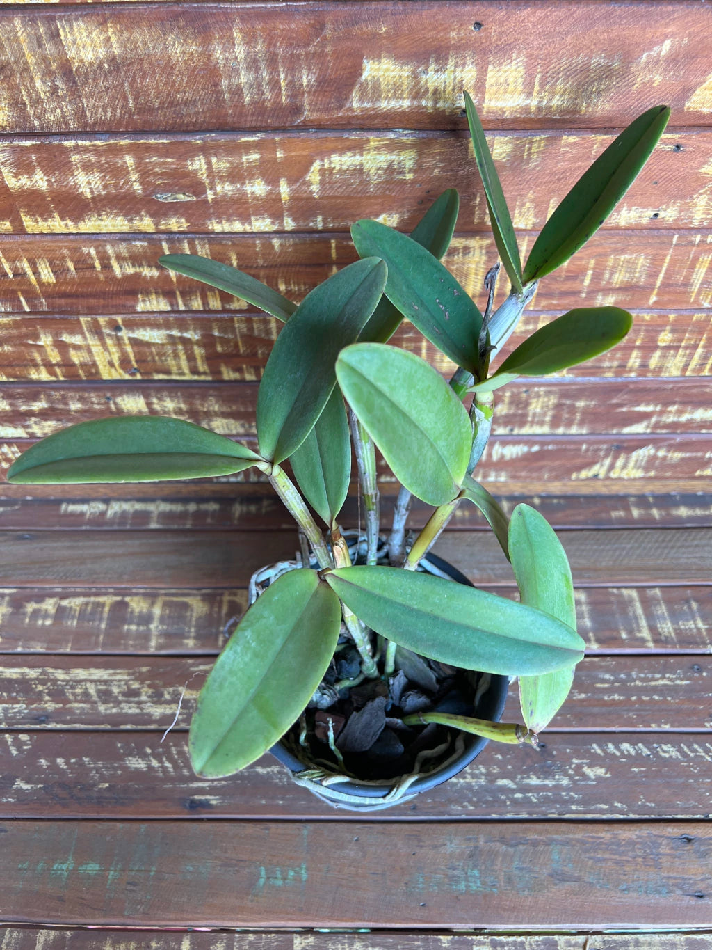 Orquídea Cattleya Penny Kuroda "Spots" x Cruzeiro do Sul MS257 (vaso11) - Planta Adulta Apta à Floração no Vaso