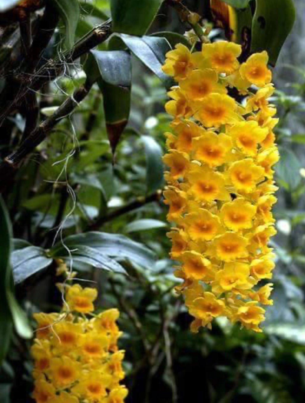 Dendrobium Densiflorum - Orquídea Adulta e Apta à Floração (1091)