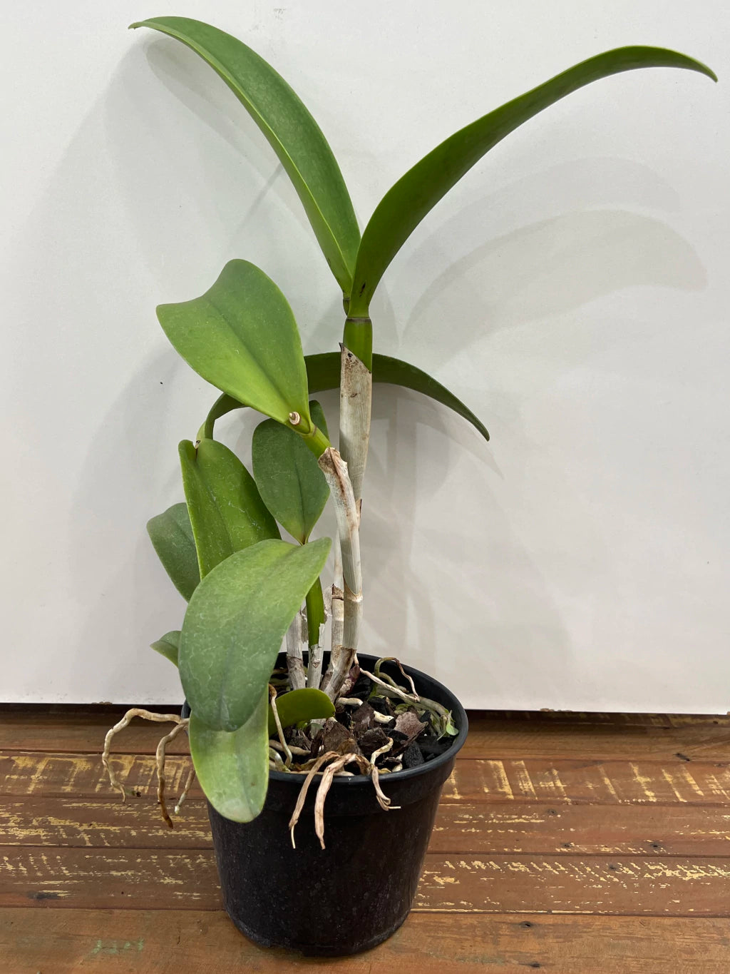 Flor Orquídea Blc. Tatarow – Adulta e Com Espata Floral | Ms109