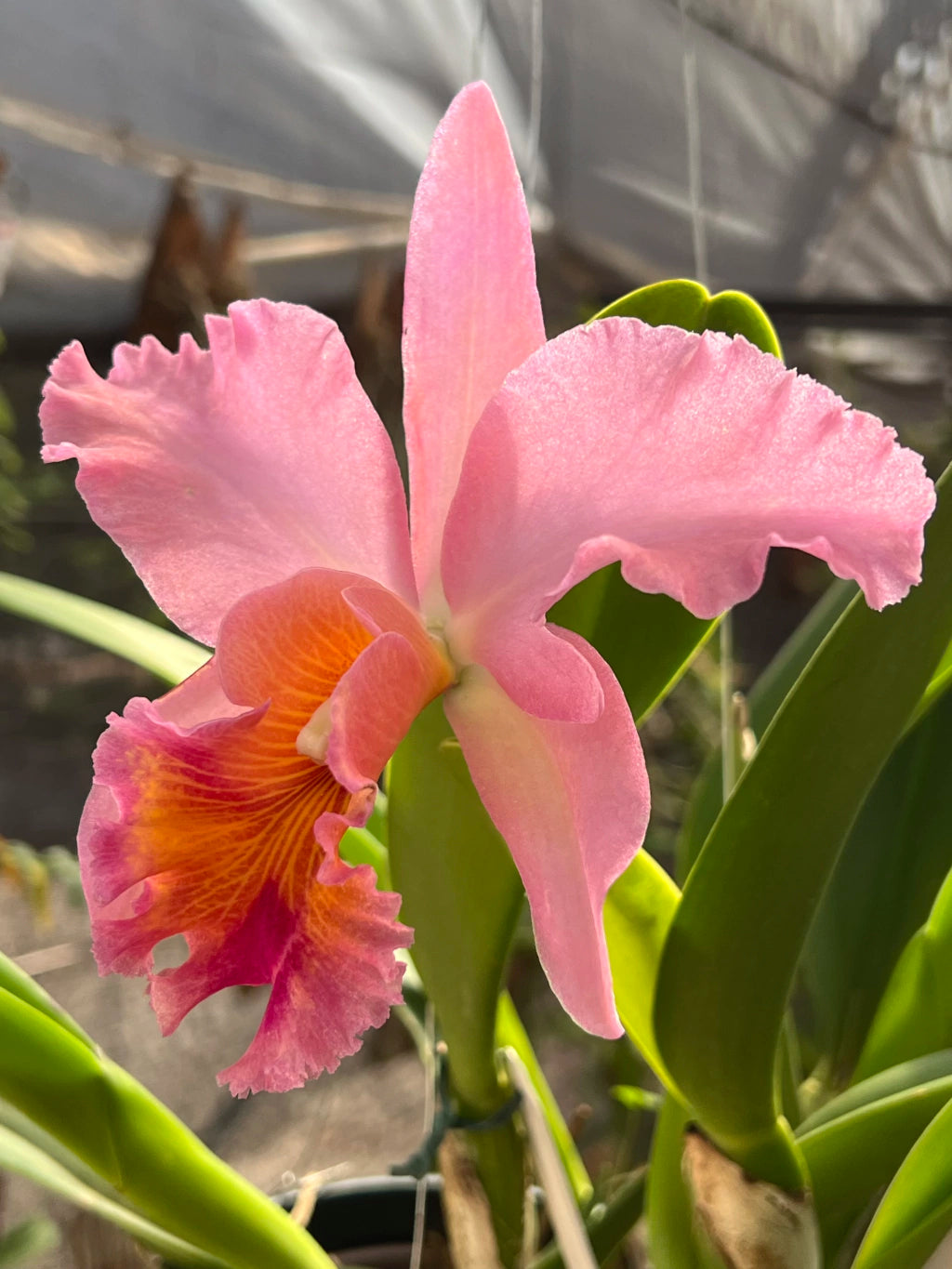 Orquídea Blc. George King ‘Serendipity’ – Flor Imponente, Adulta e Apta à Floração