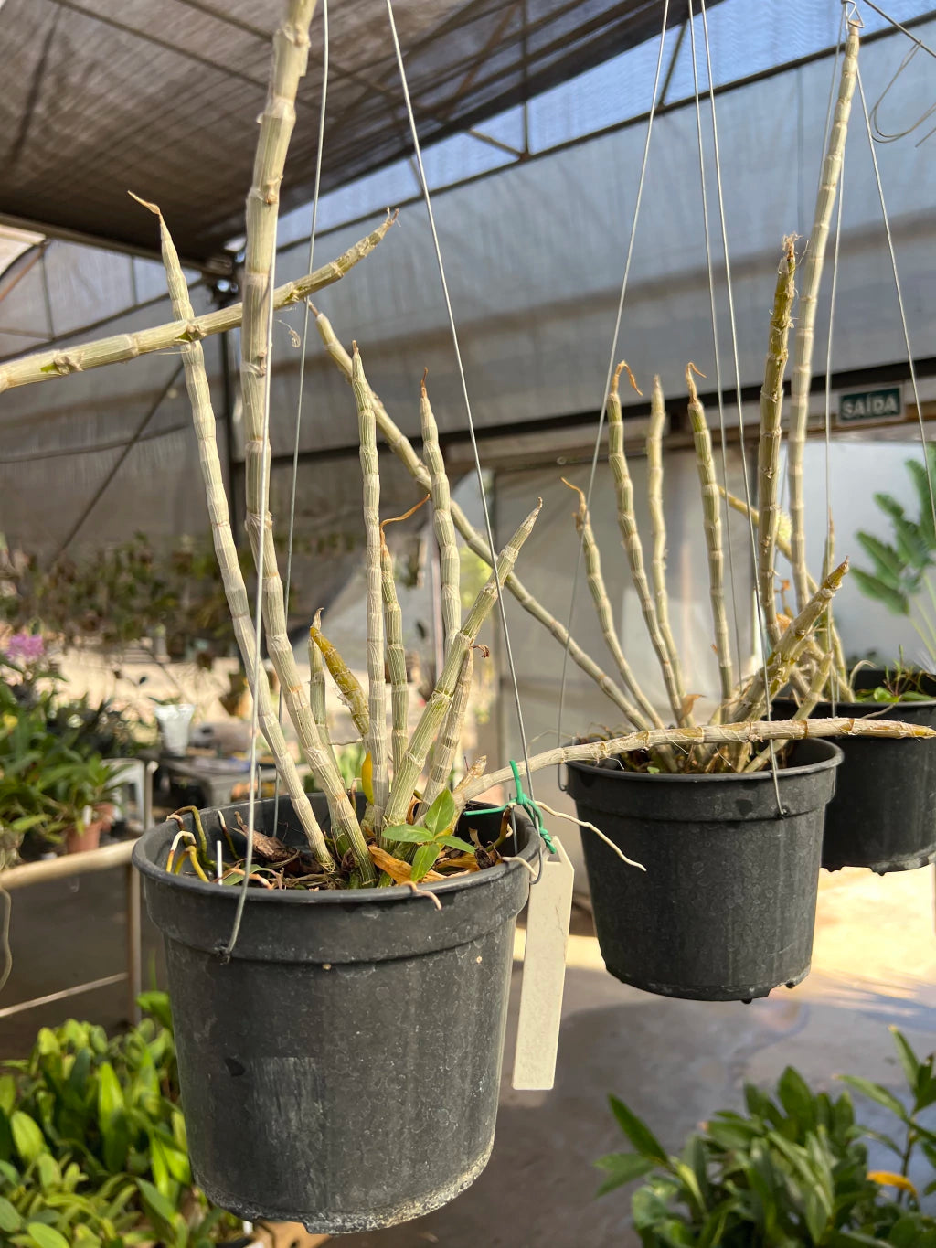 Orquídea Dendrobium Anosmum tipo (02) – Adulta, Apta à Floração, Enviada Plantada no Vaso