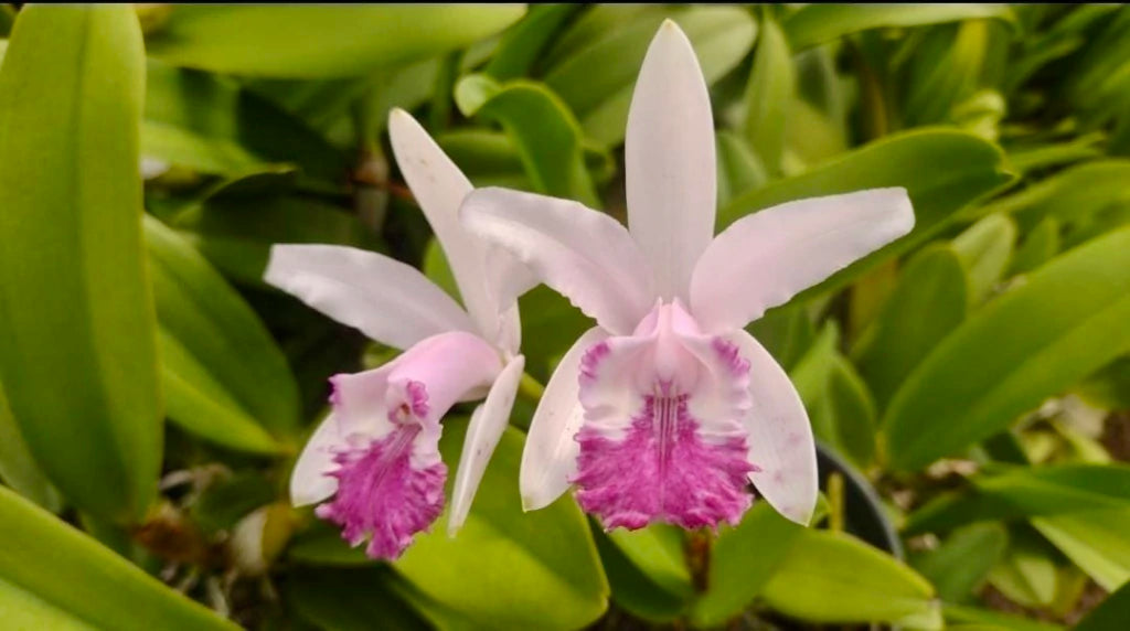 Flor Orquídea Cattleya Intermedia Flamea – Botões de flores 21.08.25