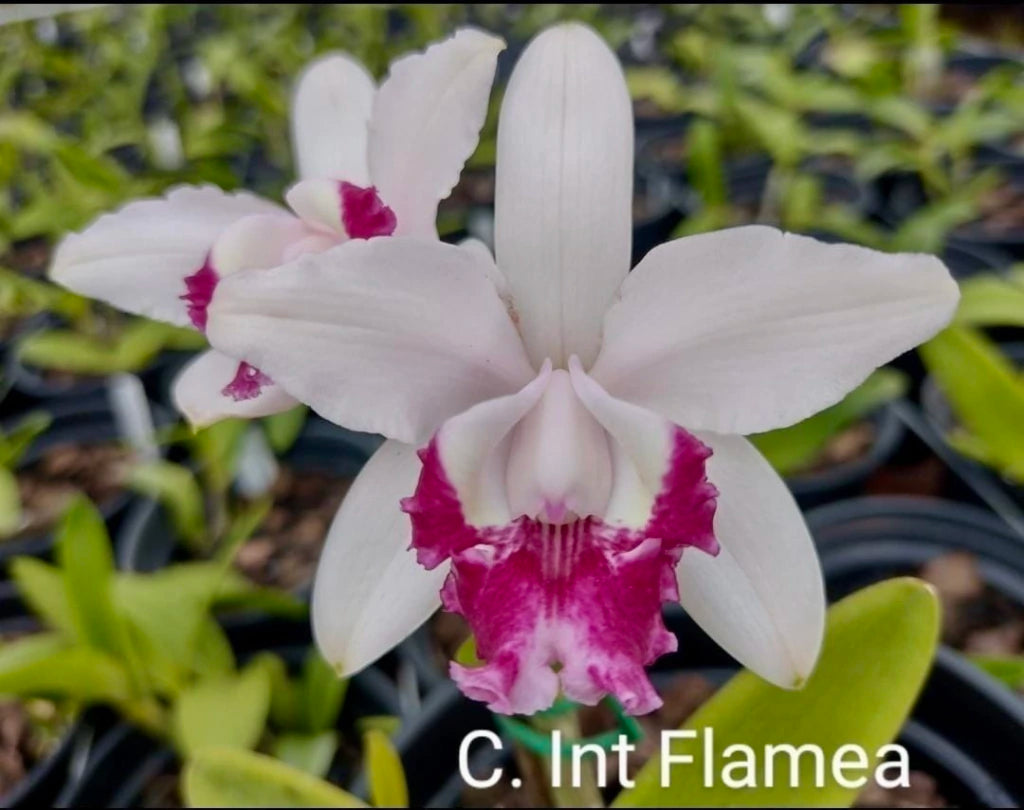 Flor Orquídea Cattleya Intermedia Flamea – Botões de flores 21.08.25