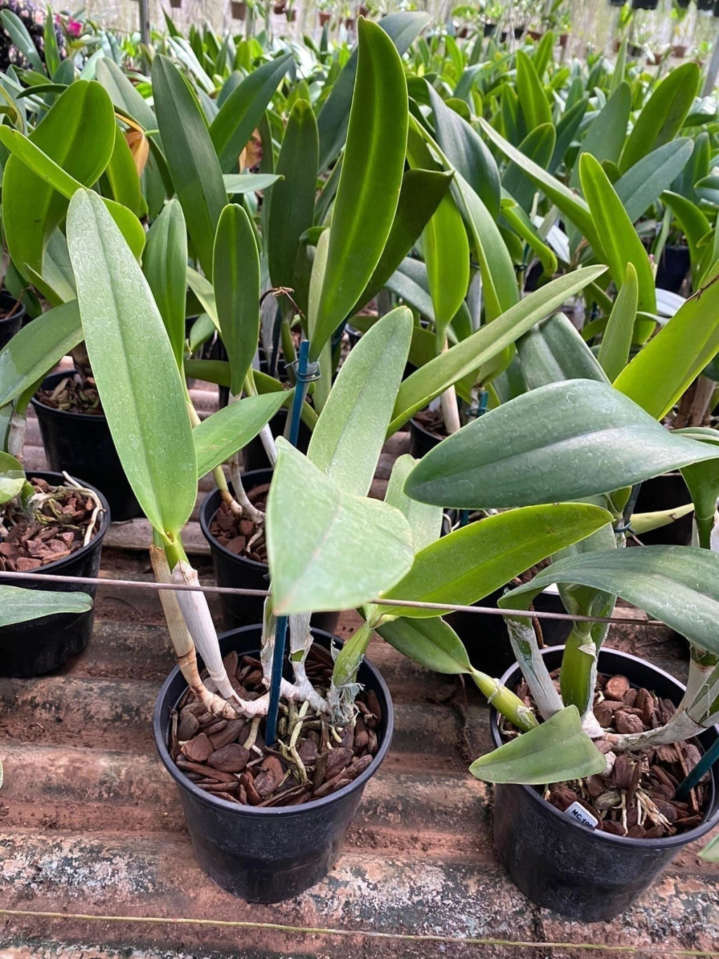Orquídea Blc. George King ‘Serendipity’ – Flor Imponente, Adulta e Apta à Floração