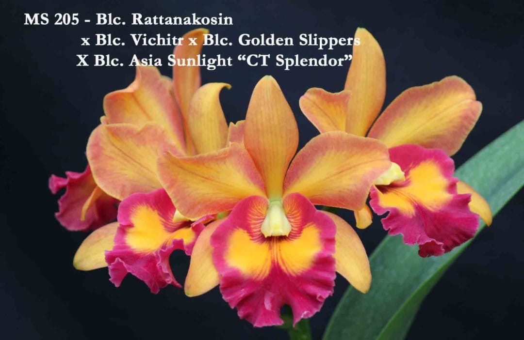 Orquídea Blc. Rattanakosin
× Blc. Vichitr x Blc. Golden Slippers X Blc. Asia Sunlight "CT Splendor» - Adulta / Aota a florações. (205)