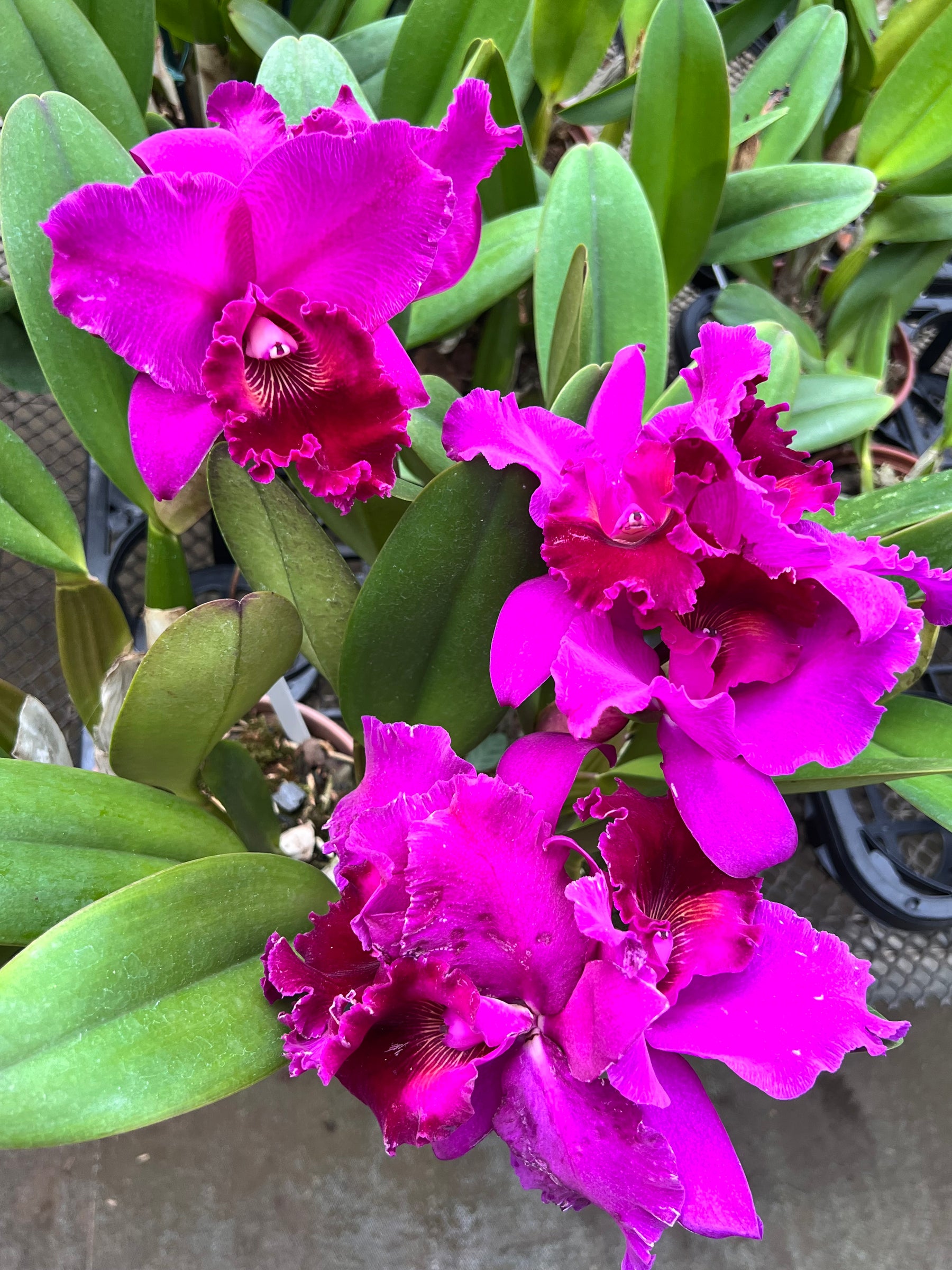Orquídea Blc. João Paulo Fontes “Extra” – Flor Nobre, Adulta e Apta à Floração