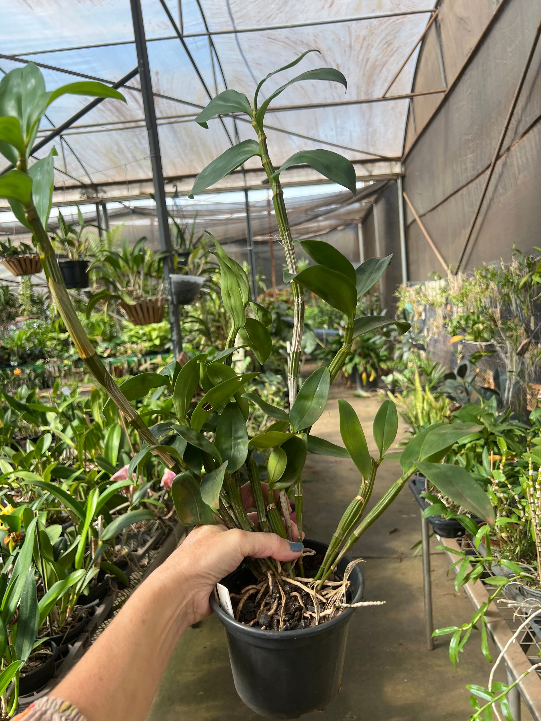 Orquídea Dendrobium Thyrsiflorum x Farmeri - Adulta e Aptas à Floração - (1055)