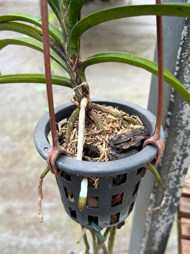 Adubo Orgânico Fortirriza + CÁLCIO 1 Kg – Raízes Fortes, Vegetal Saudável | Ideal para Orquídeas com Raízes Aéreas
