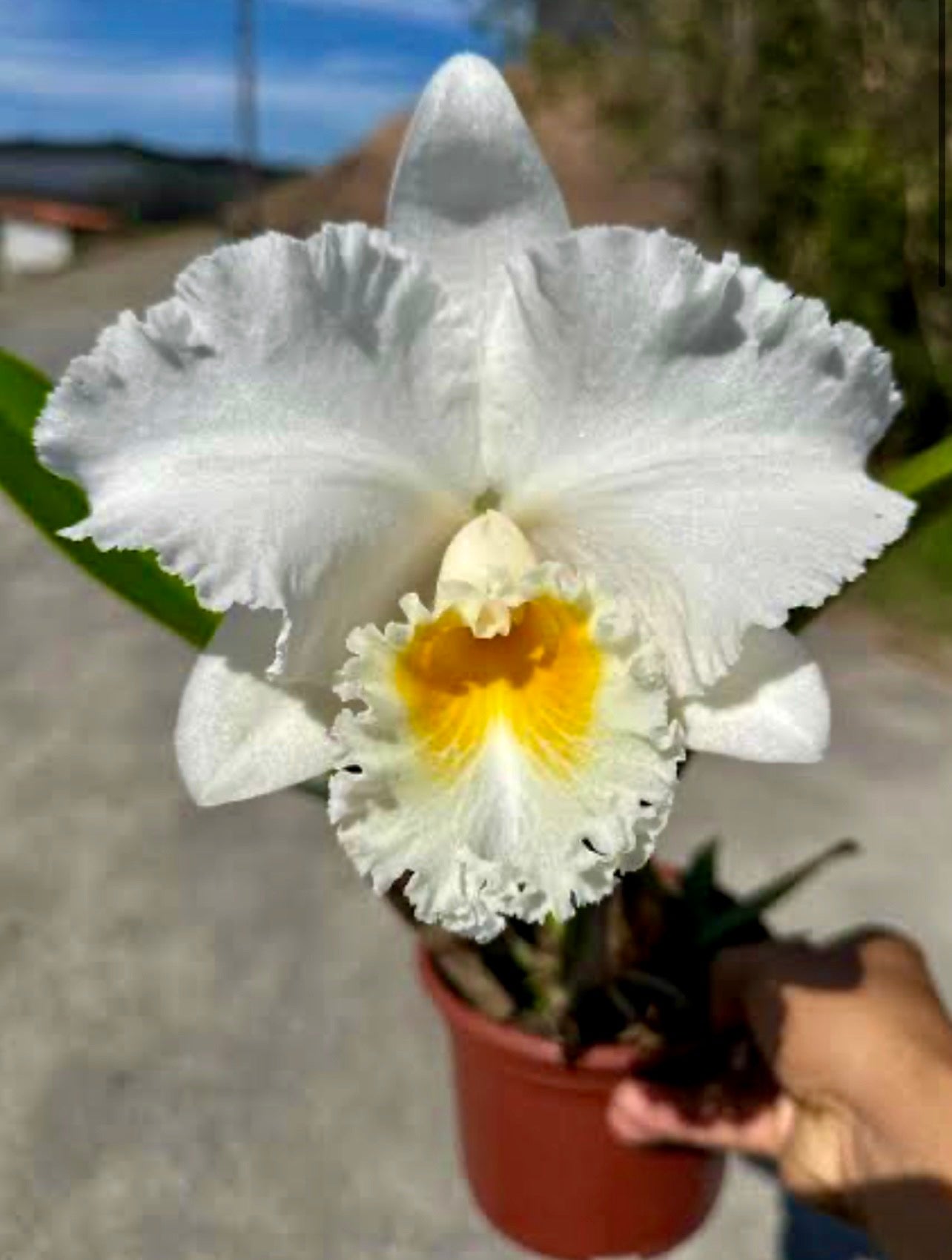 Orquídea Cattleya Burdekin Bride - com Espata com 05.05.26