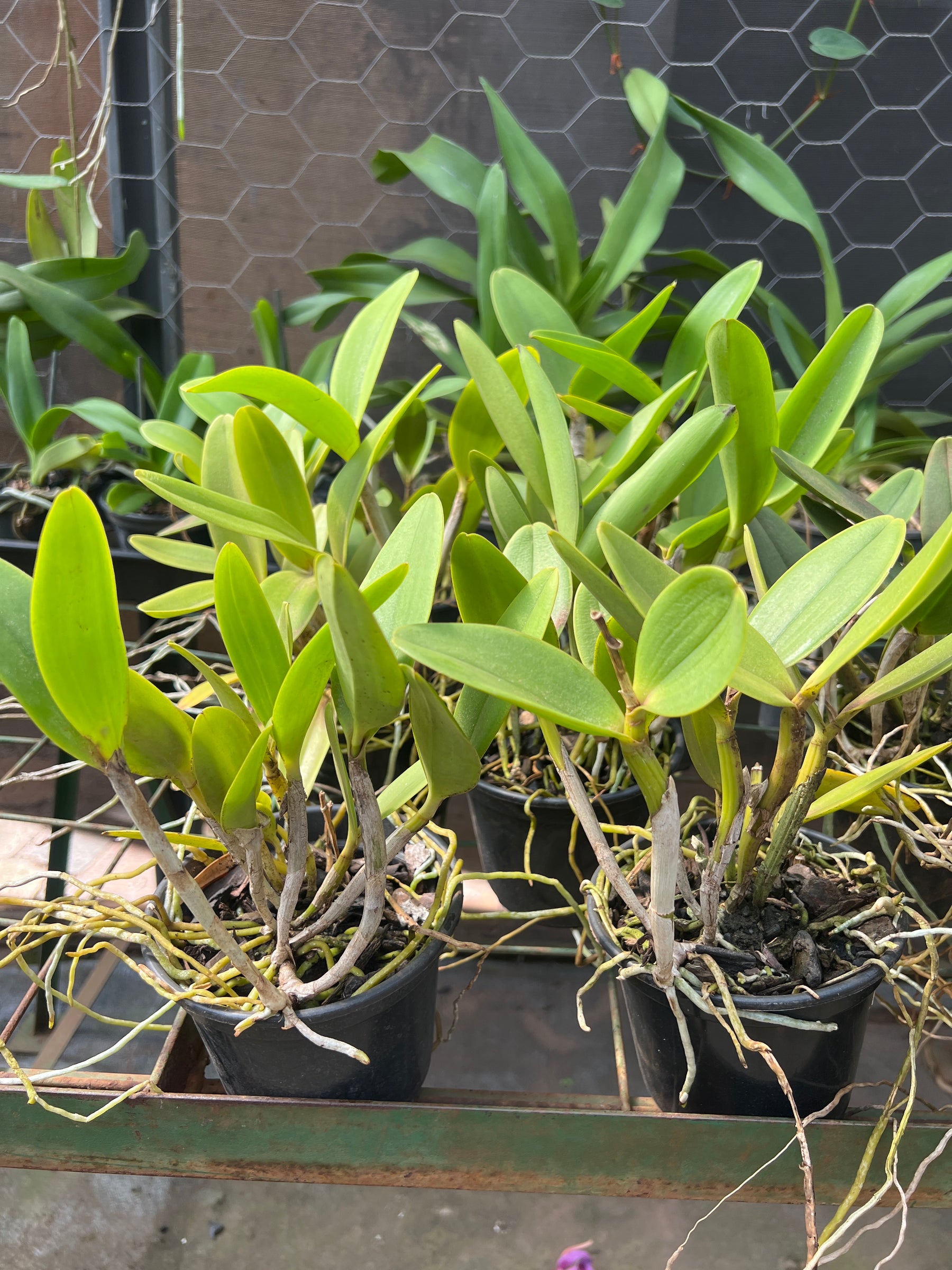 Orquídea Cattleya Waikiki X Aclandiae- adulta e Apta a floração.
