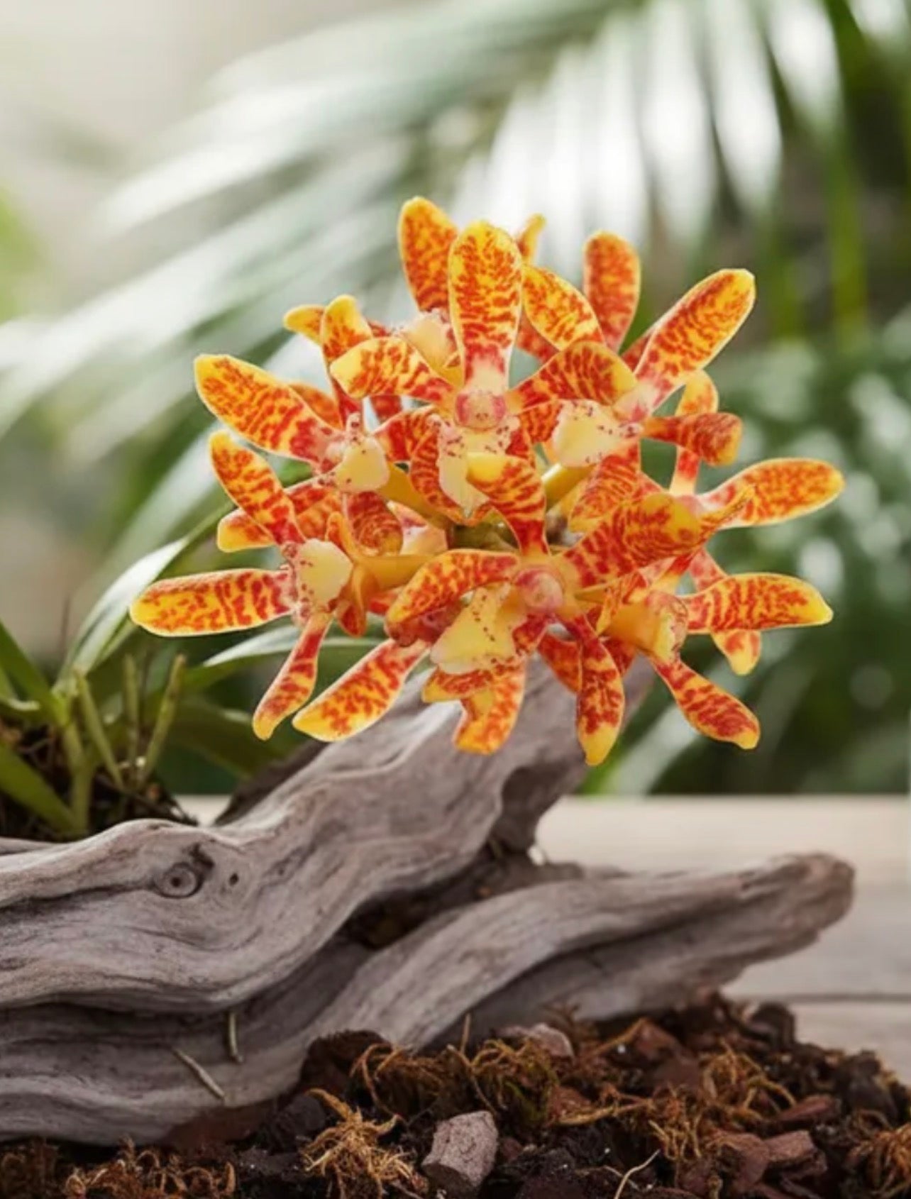Orquídea Acampe ochracea - Adulta com Haste Floral em Formação em 29.04.26
