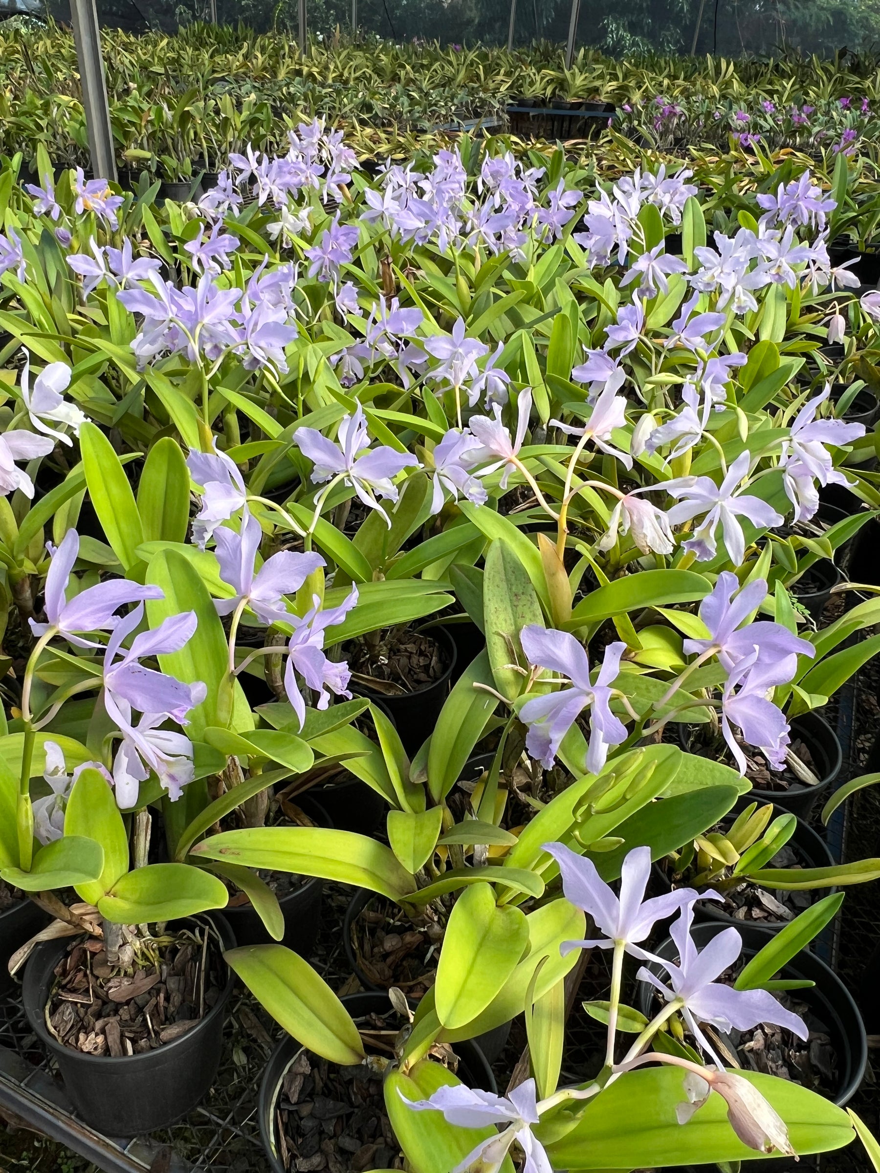 Orquídea Cattleya Portia Baronesa Coerulea Adulta | maioria com flores em 27.04.26