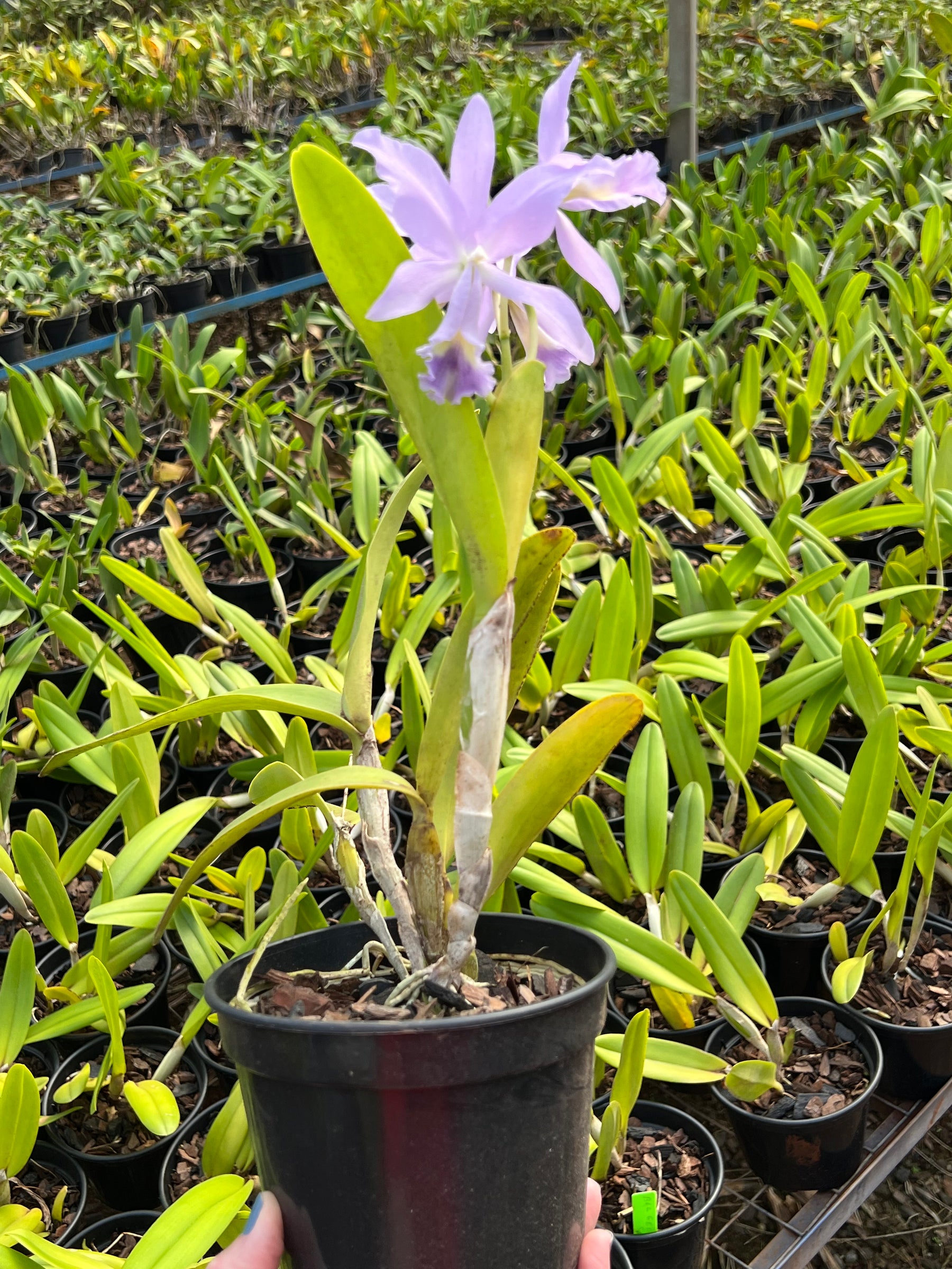 Orquídea Cattleya Portia Baronesa Coerulea Adulta | maioria com flores em 27.04.26