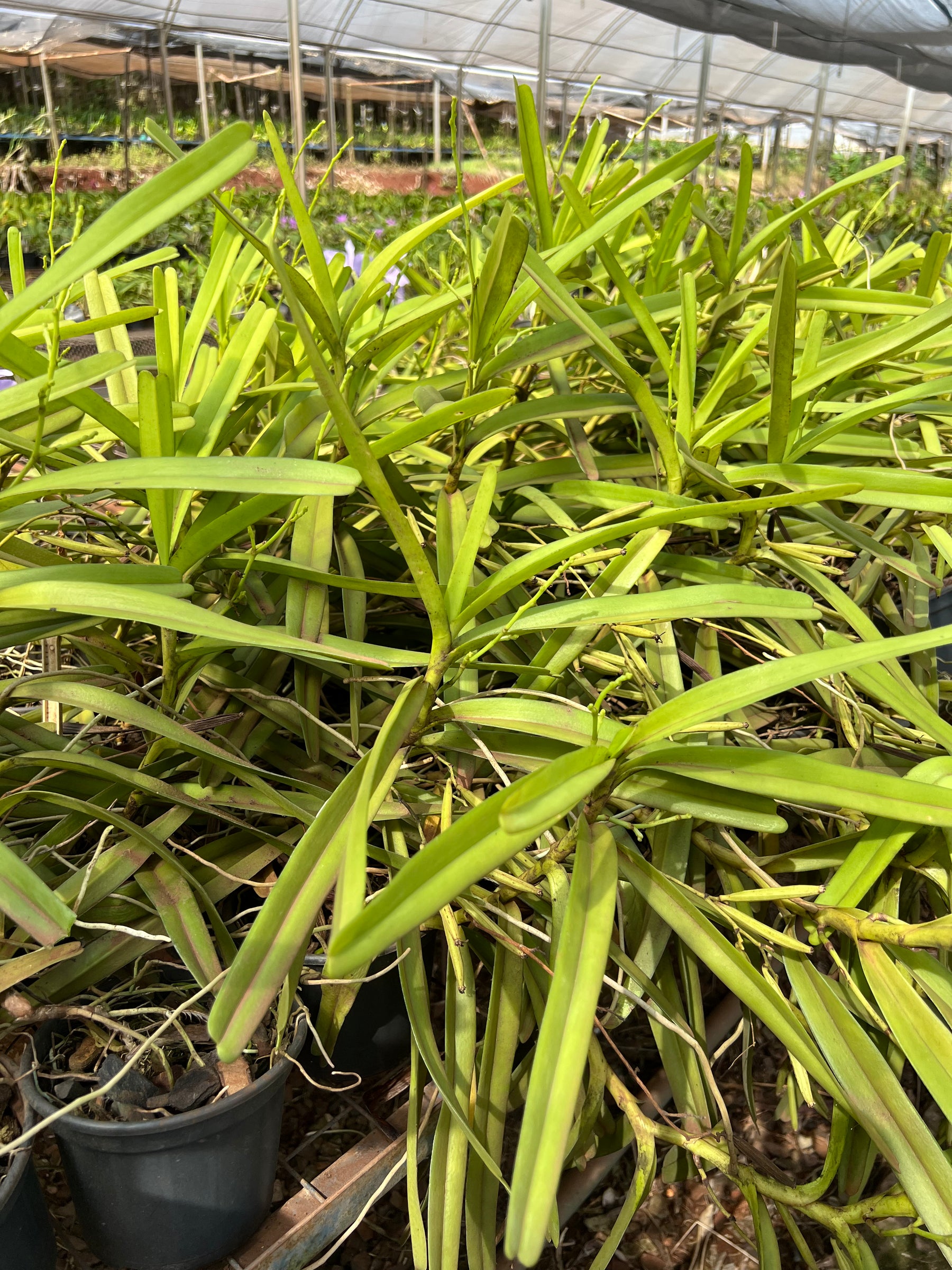 Orquídea Acampe ochracea - Adulta com Haste Floral em Formação em 29.04.26