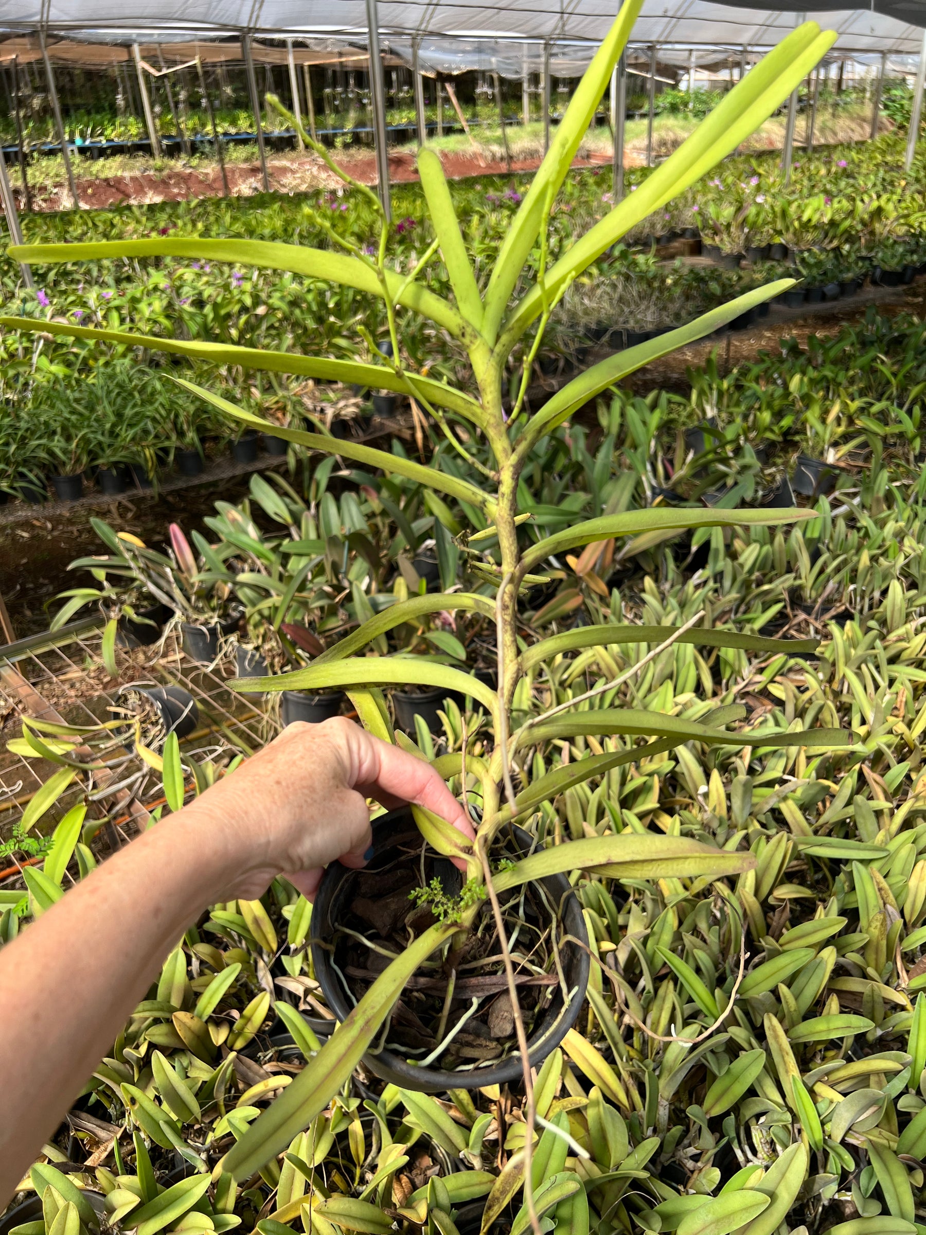 Orquídea Acampe ochracea - Adulta com Haste Floral em Formação em 29.04.26