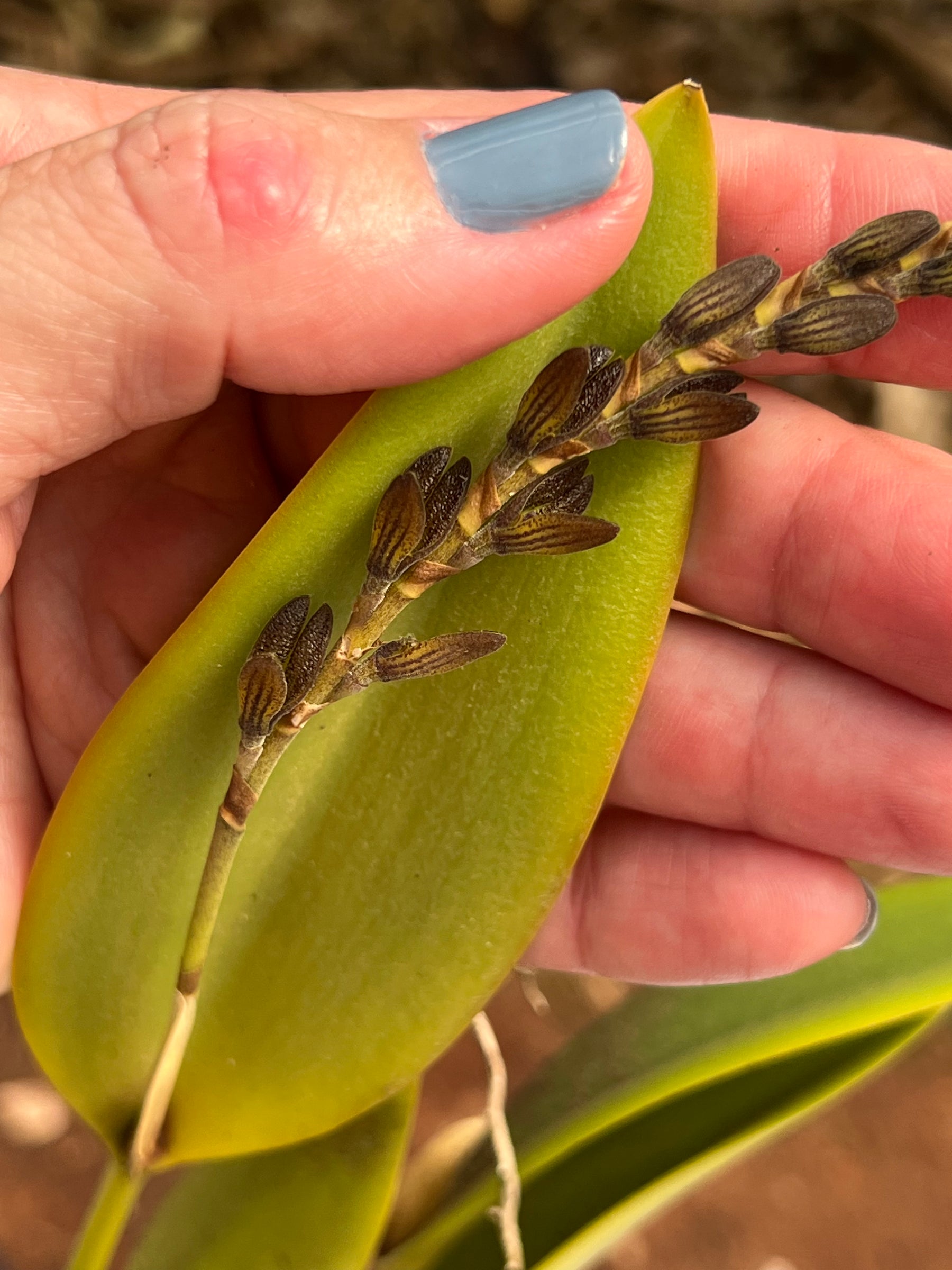 Orquídea Pleurothallis com haste floral em 28.04.2026