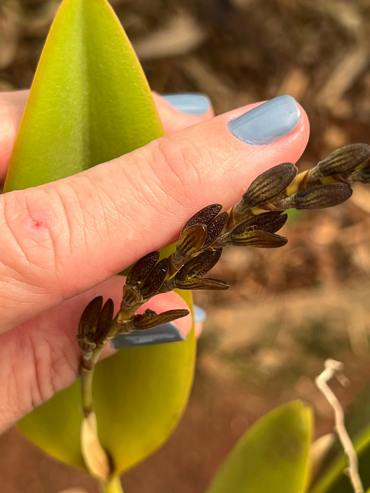 Orquídea Pleurothallis com haste floral em 28.04.2026