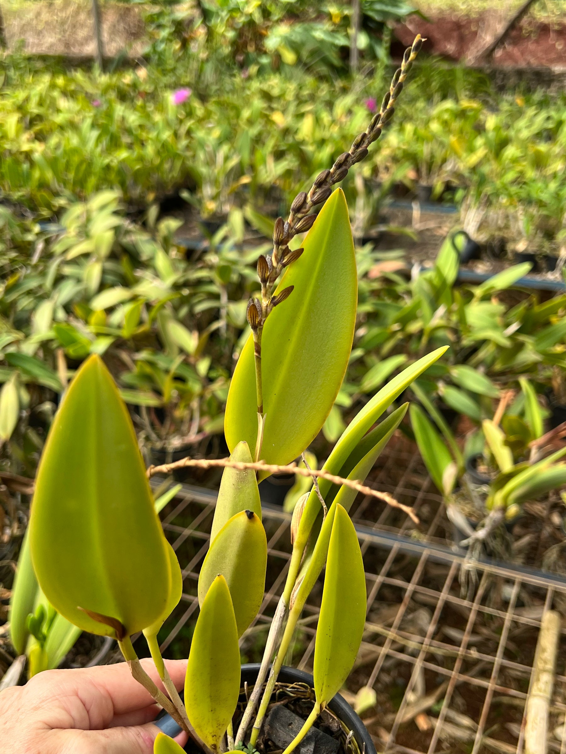 Orquídea Pleurothallis com haste floral em 28.04.2026