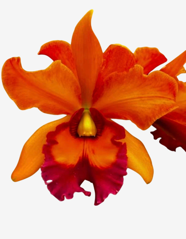 Orquídea Blc. Owen Holmes x Orange Show x Chunyeah 17 – Adulta e Apta a Floração (238)