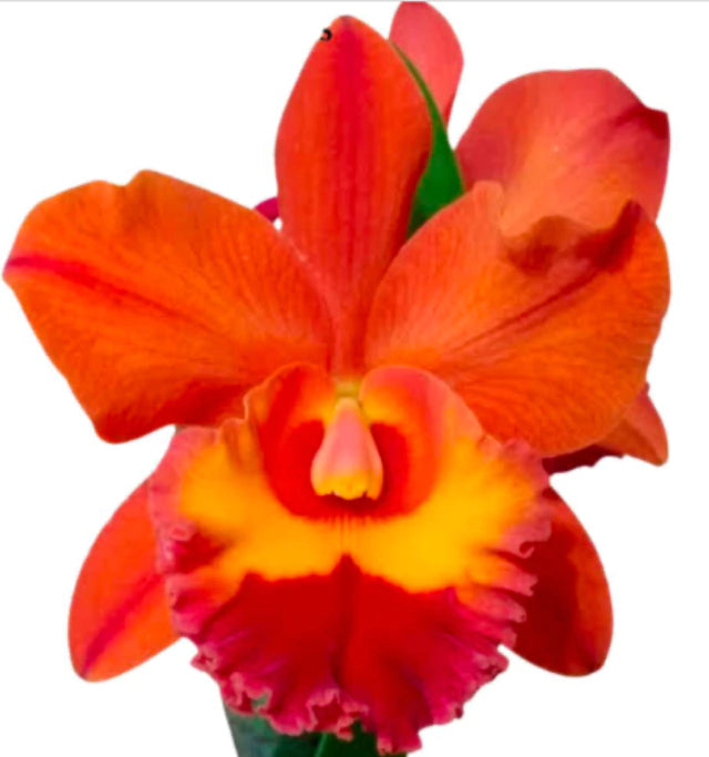 Orquídea Blc. Owen Holmes x Orange Show x Chunyeah 17 – Adulta e Apta a Floração (238)