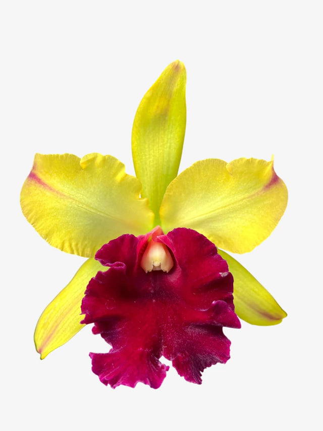 Orquídea Blc Toshie Aoki – Flor ou Botão em 08.01.26| Flor amarela vibrante