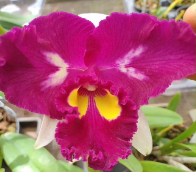 Orquídea Cattleya Moscombe × Blc. Miya’s Glow – Pré-Adulta (Vaso 10), Flor de Impacto e Crescimento Vigoroso
