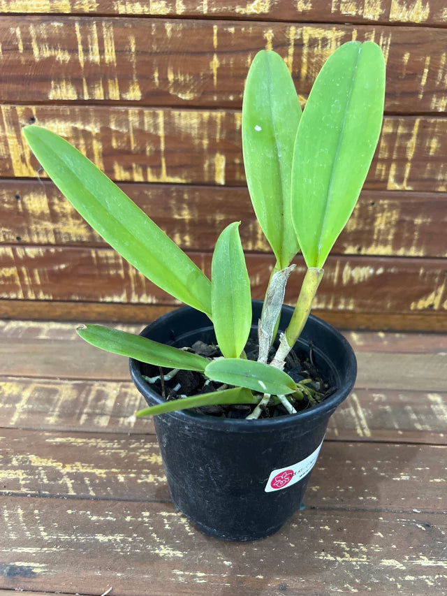 Orquídea Cattleya Moscombe × Blc. Miya’s Glow – Pré-Adulta (Vaso 10), Flor de Impacto e Crescimento Vigoroso