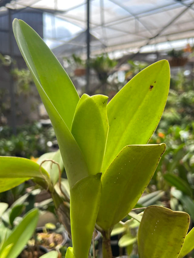 Orquídea Cattleya Portia Baronesa Coerulea Adulta | maioria com flores em 27.04.26