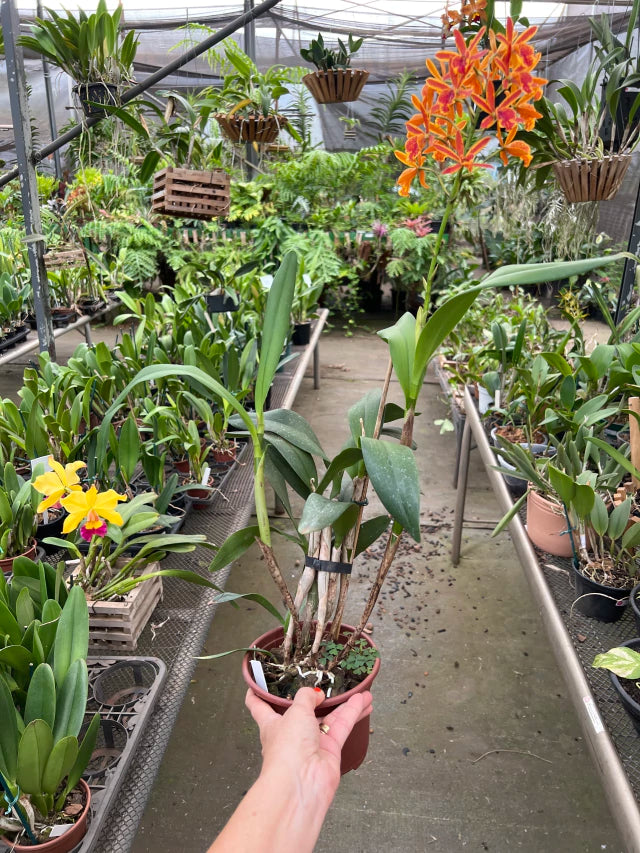 Orquídea Cattleya (Guarianthe) aurantiaca ‘Mishima Sport’ × Epicattleya Volcano Trick – Flor Vibrante | Algumas com Espata em 04/02/2026
