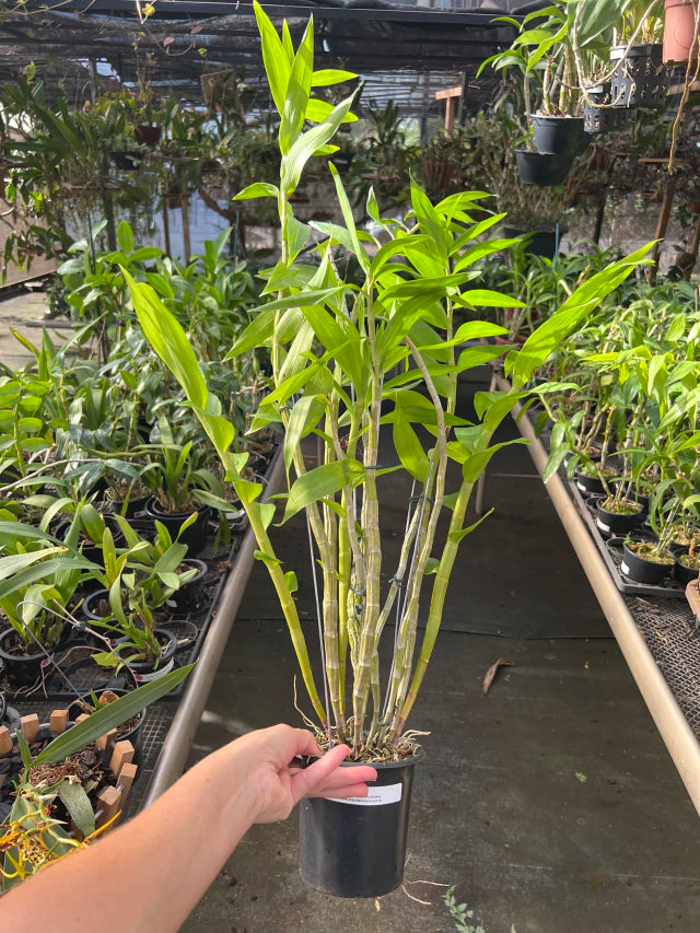 Orquídea Dendrobium fimbriatum – Adulta e Apta à Floração, Flor Amarela em Cachos com Labelo Franjado