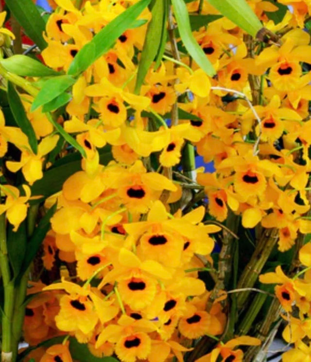 Orquídea Dendrobium fimbriatum – Adulta e Apta à Floração, Flor Amarela em Cachos com Labelo Franjado