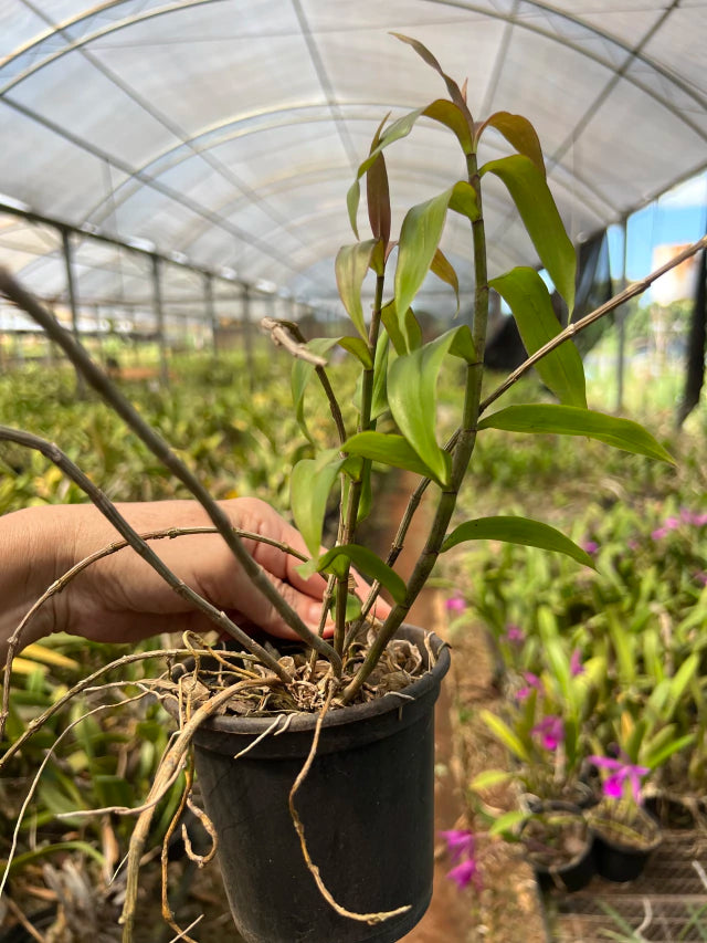 Orquídea Dendrobium Pierardii Adulta - Planta Apta à Floração, Enviada Plantada no Vaso | Orquideomania