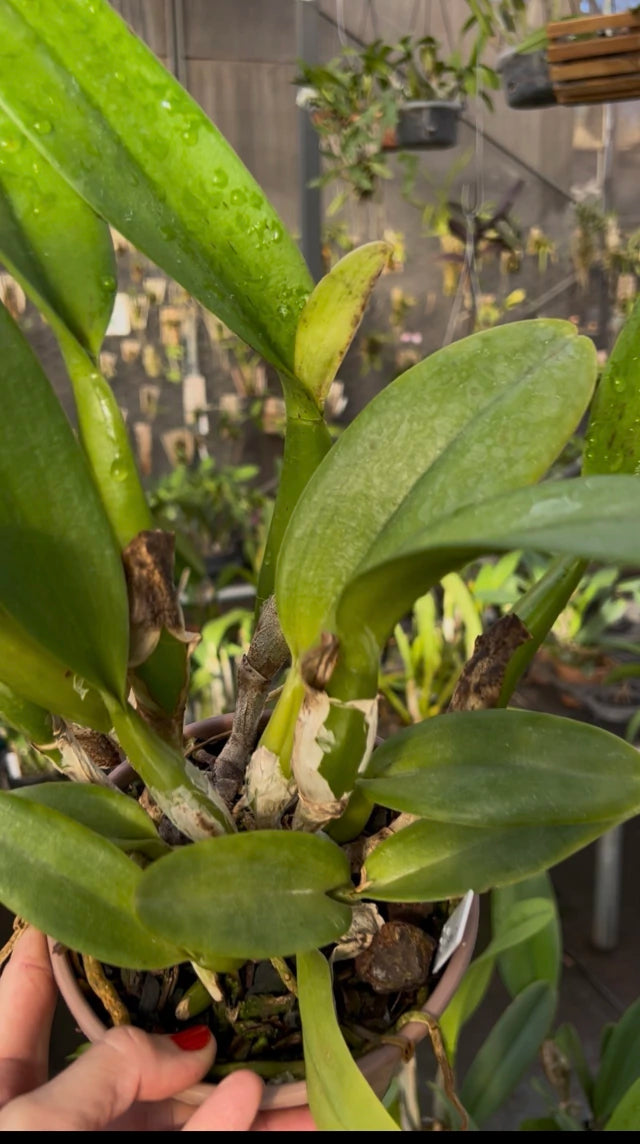 Orquídea Lc. Excelsior “The Glob” Adulta – Apta para Floração