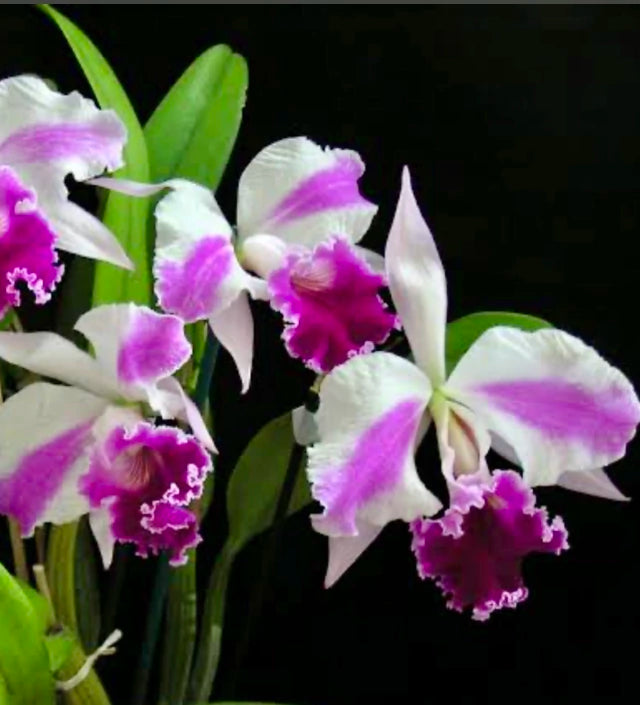 Orquídea Lc. Excelsior “The Glob” Adulta – Apta para Floração