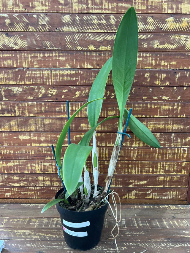 Orquídea Lc. Wrigley “Blue Heaven” – Adulta, Bem Formada (Vaso 17), Flor Azulada com Labelo Marcante