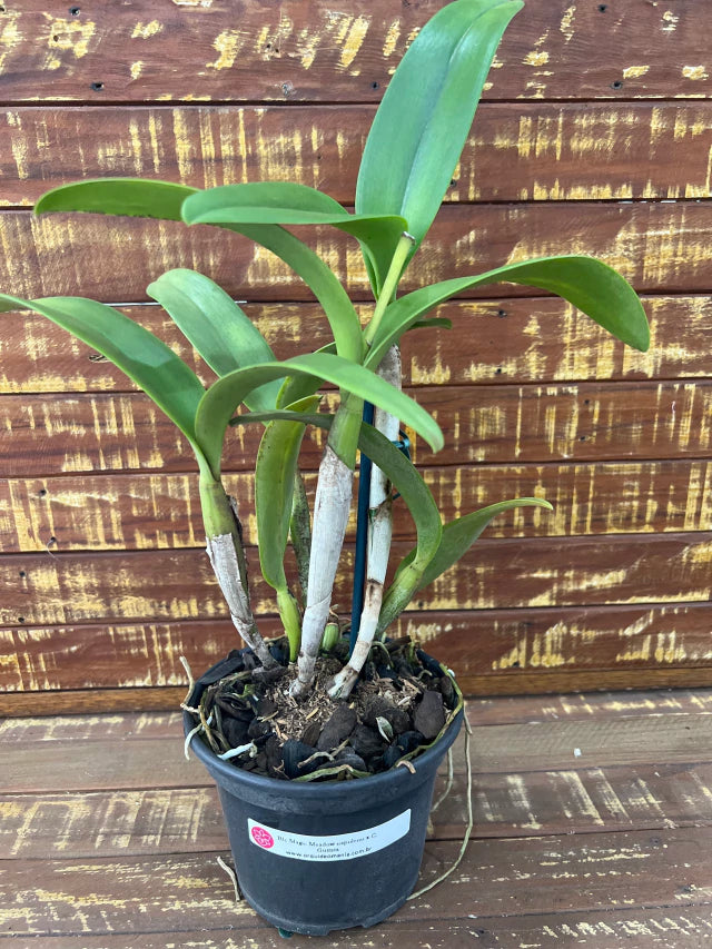 Orquídea Magic Meadow Naoleon × C. guttata – Adulta, Já Deu Flor em 2025 | Flor Pintalgada Perfumada